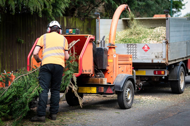 Best Tree Disease Treatment  in River Road, WA