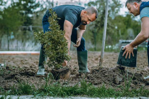 Best Tree Maintenance Programs  in River Road, WA