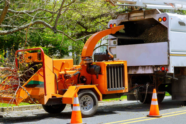 Reliable River Road, WA Tree Services Solutions
