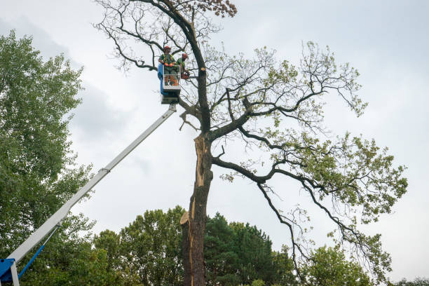Best Root Management and Removal  in River Road, WA