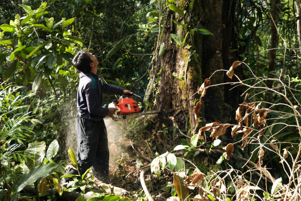 Leaf Removal in River Road, WA
